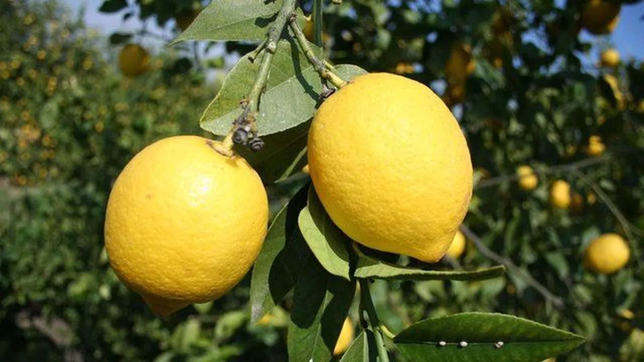 Limonun Bilinmeyen Faydaları