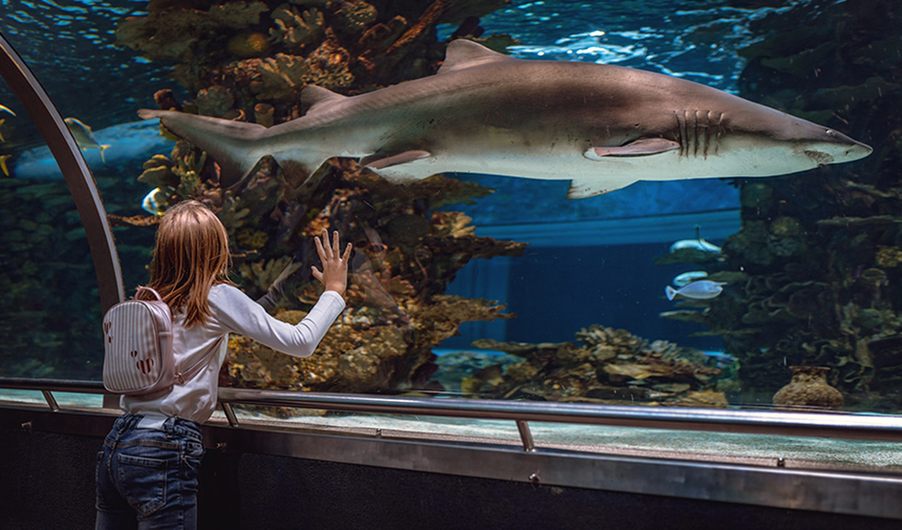 Balık Psikolojisi, Akvaryum Yaşamının İç Dünyası