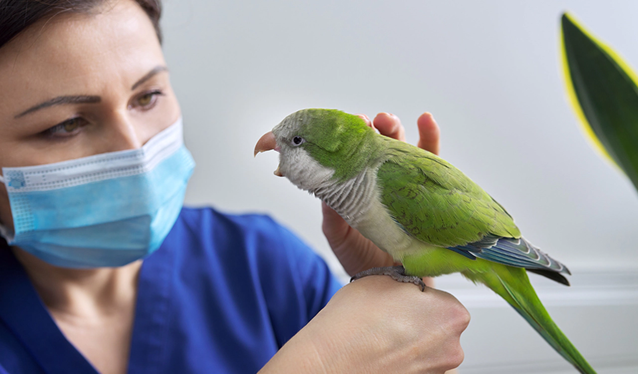 Tüy Dostlarımızın Melekleri, Veteriner Avian Uzmanları