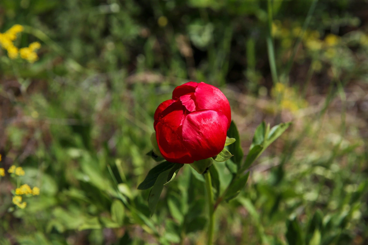 Uşak’a özgü İtecik lalesi yılın sadece 15 günü açıyor