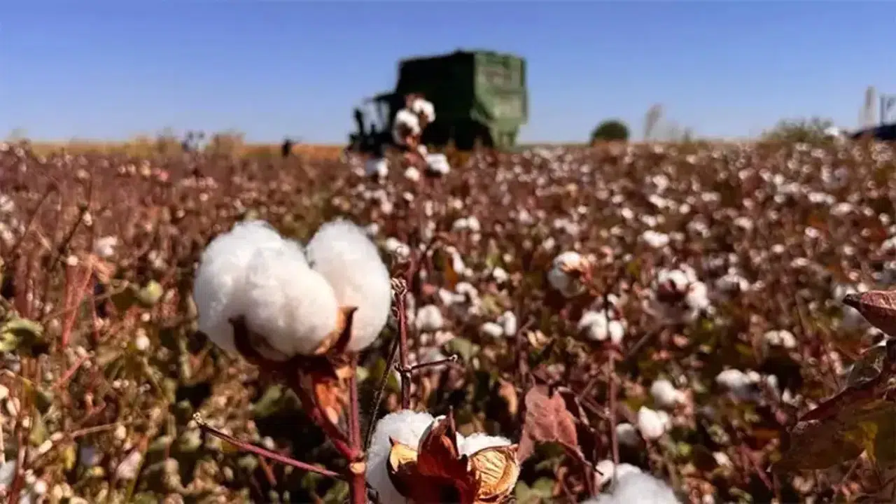 Milyonluk Hasat Başladı! 'Beyaz Altın' Şanlıurfa'dan Dünyanın Dört Bir Yanına Satılacak