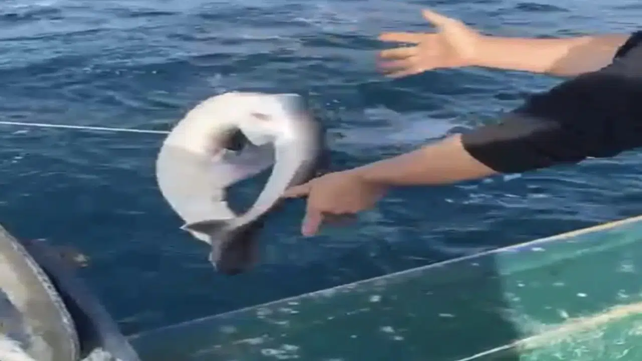Bartın Açıklarında Balıkçıların Ağına Takılan 1,5 Metrelik Camgöz Köpek Balığı