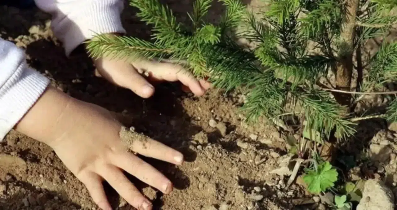 TEMA Vakfı'na Bağış Nasıl Yapılır ve Üyeleri Kimlerdir?