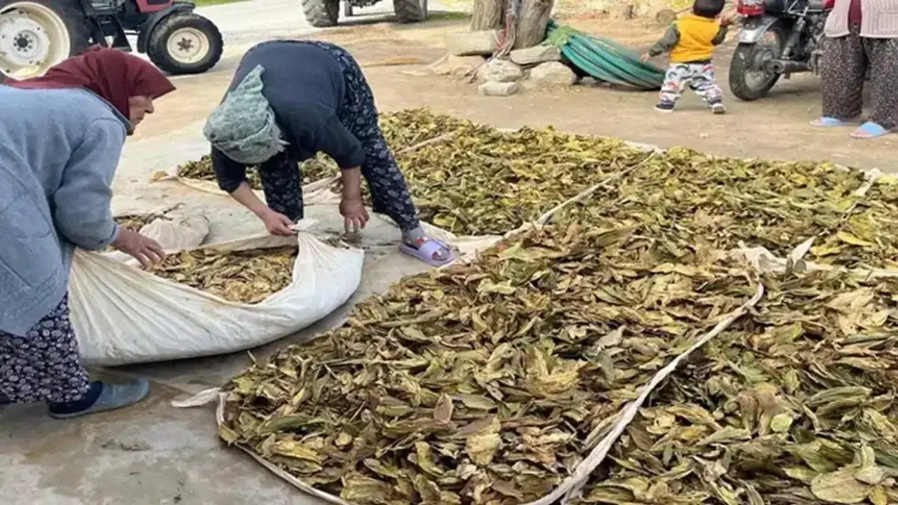 Denizli'de Hasat Tamam, Altın Yapraklar Üreticisine Kazandıracak
