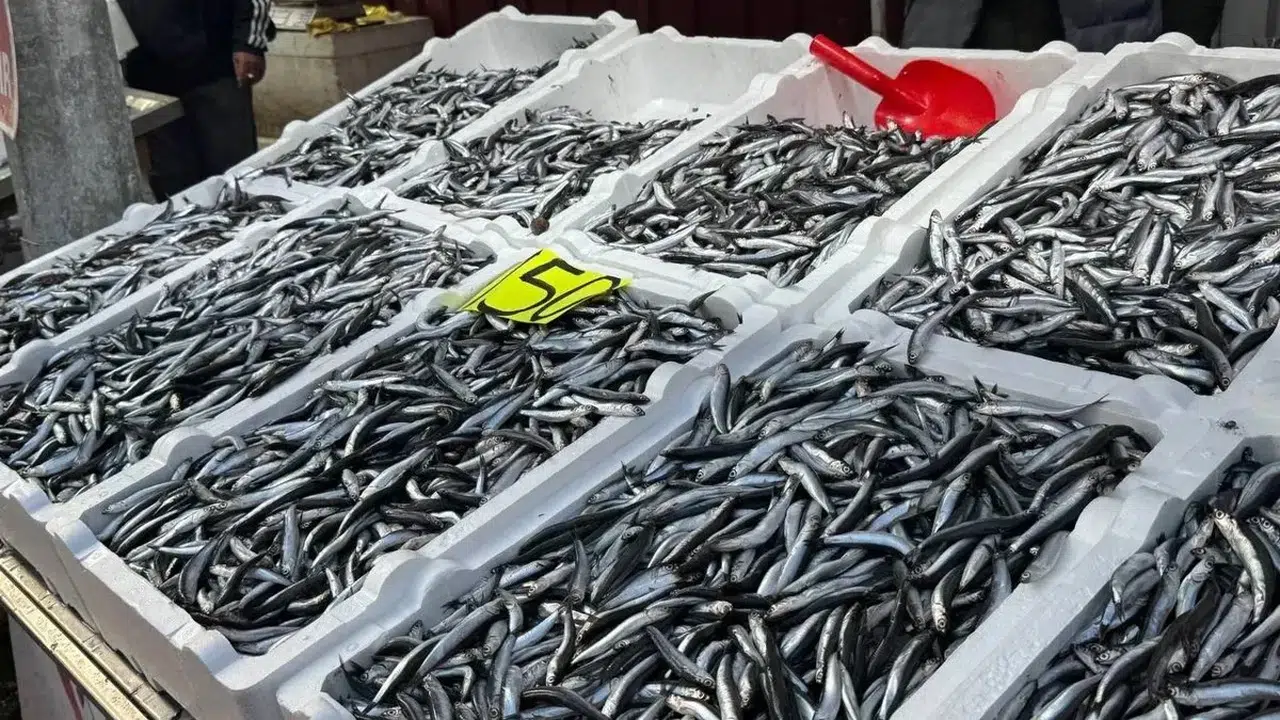 Bolluk Sona Erdi: Hamsi Fiyatı Üçe Katlandı