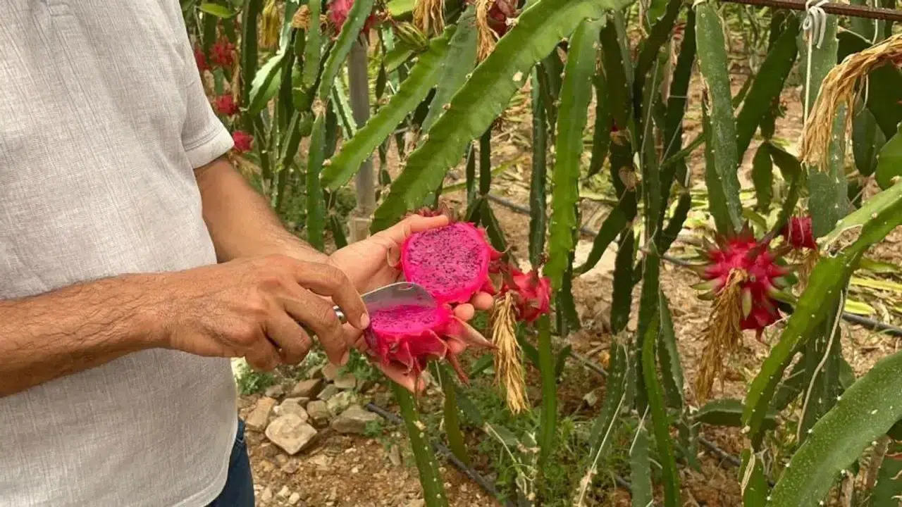 Alanya’dan Dünyaya Açılıyor: Ejder Meyvesi (Pitaya) 150 TL'den Satışta