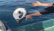 Bartın Açıklarında Balıkçıların Ağına Takılan 1,5 Metrelik Camgöz Köpek Balığı