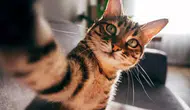 Kedilerin Evcilleşme Tarihi Yeniden Yazıldı