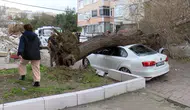 İstanbul'da Lodosun Etkisi: Ağaç 4 Aracın Üzerine Devrildi