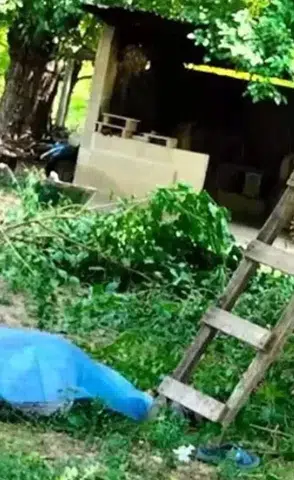 Bursa'da Ceviz Toplama Sırasında Trajik Kaza