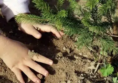 TEMA Vakfı'na Bağış Nasıl Yapılır ve Üyeleri Kimlerdir?