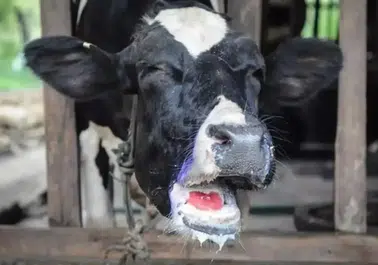 Şap Hastalığı Olan Hayvanların Eti ve Sütü Tüketilebilir Mi? Riskler ve Aşıların Etkisi Nedir?