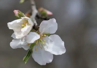 2026 Yılında Cemre Düşme Tarihleri Nedir? Suya ve Toprağa Düşme Zamanları Ne Zaman?