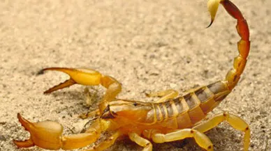 Sarı Akrep Zehiri (deathstalker) nedir? Sarı Akrep Zehiri Ne İşe Yarıyor?