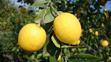 Limonun Bilinmeyen Faydaları