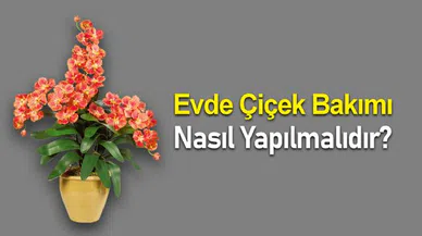 Evde Çiçek Bakımı Nasıl Yapılmalıdır?
