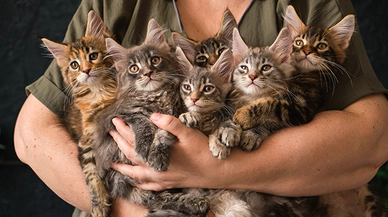 Japonya'nın Kedi Adası, Özgür Gezen Binlerce Kedinin Evine Dönüşü