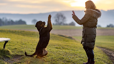 Köpek Eğitimi ve Sadık Dostlarımızla Sağlıklı İlişkiler Kurmanın Yolları Nelerdir ?