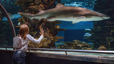 Balık Psikolojisi, Akvaryum Yaşamının İç Dünyası