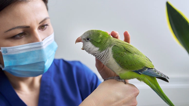 Tüy Dostlarımızın Melekleri, Veteriner Avian Uzmanları