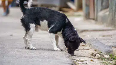 Sokak Hayvanlarının Korunması, Toplumun Sorumluluğu