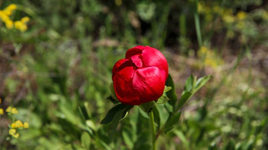 Uşak’a özgü İtecik lalesi yılın sadece 15 günü açıyor