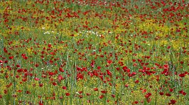 Turgutlu’da yerel tohum ve bahar şenliği yoğun ilgi gördü