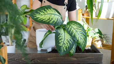 Ev bitkisi kabusa döndü! Difenbahya bitkisi hastanelik etti