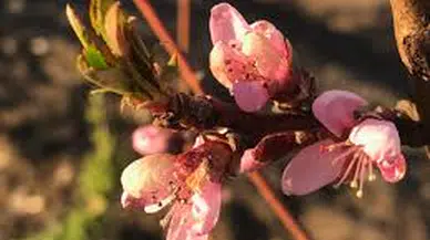 Hıdırellez’de umut tazeleniyor! Peki ritüeller nedir?