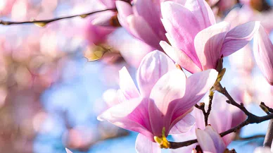 Geçmişten Geleceğe Ferahlığın Simgesi