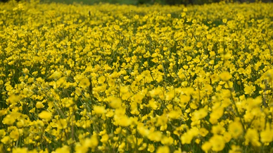 Sarıçiçek köyü doğaseverleri büyülüyor