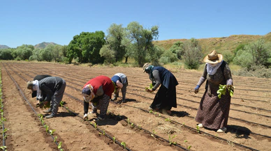 Muş’ta tütün ekimi başladı, hedef 3 bin 500 ton üretim