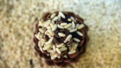 Aydın çam fıstığı AB coğrafi işaret listesine girdi