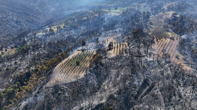 Manisa'da 3 ilçede yangınla mücadele sürüyor!