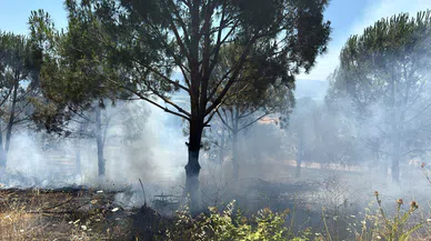 Bursa’da ağaçlık alandaki yangın kontrol altına alındı
