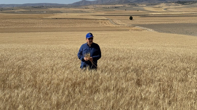 Mustafa Destici Eskişehir’de buğday hasadı yaptı