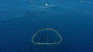 Balıkçılar 30 günlük yolculukla orkinosları Ege’ye taşıdı