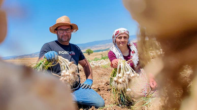 Taşköprü sarımsağında tarlalar şenlendi