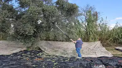 Yağışların Ardından Hasat Başladı: Aydın'da Zeytin Rekoltesi Yüzleri Güldürüyor