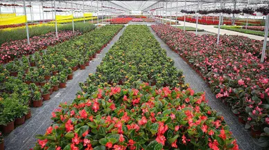 Türkiye'nin Süs Bitkileri İhracatı Çeşitleniyor