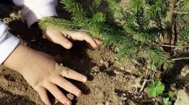 TEMA Vakfı'na Bağış Nasıl Yapılır ve Üyeleri Kimlerdir?