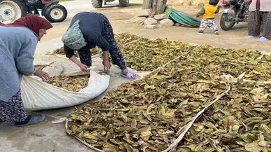 Denizli'de Hasat Tamam, Altın Yapraklar Üreticisine Kazandıracak