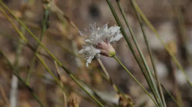 Emekli Öğretmenin Keşfi: Yeni Bir Bitki Türü Literatüre Girdi