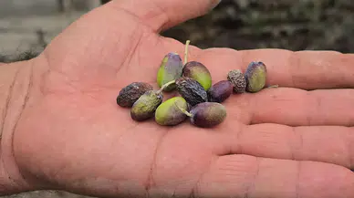 Deprem Kenti Hatay'ı Kuraklık Vurdu: Halhalı Zeytininde Verim Düşüklüğü