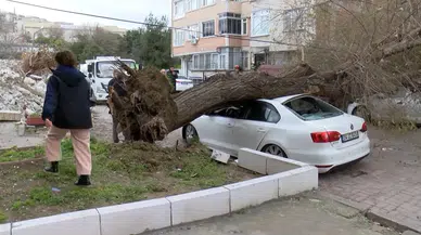 İstanbul'da Lodosun Etkisi: Ağaç 4 Aracın Üzerine Devrildi