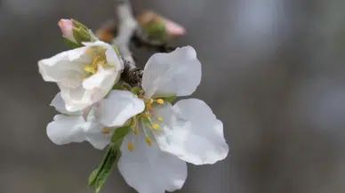 2026 Yılında Cemre Düşme Tarihleri Nedir? Suya ve Toprağa Düşme Zamanları Ne Zaman?