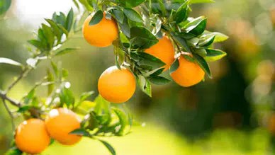 Finike Portakalında Hasat Heyecanı Başladı: Coğrafi İşaretli Ürüne Yoğun İlgi