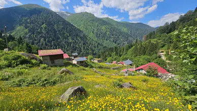 Kaçkar Dağları'nın etekleri sarı çiçeklerle renklendi