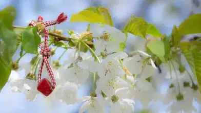 Marteniçka Ne Zaman Çıkarılır ve Geleneksel Ritüeli Nasıldır?