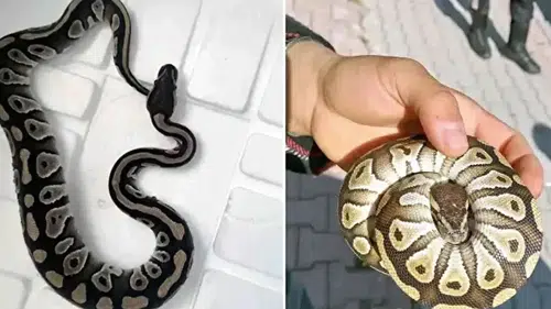 Konya’da Polis Kontrolünde Yavru Piton Bulundu